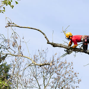 Les travaux d’élagage à Saumur